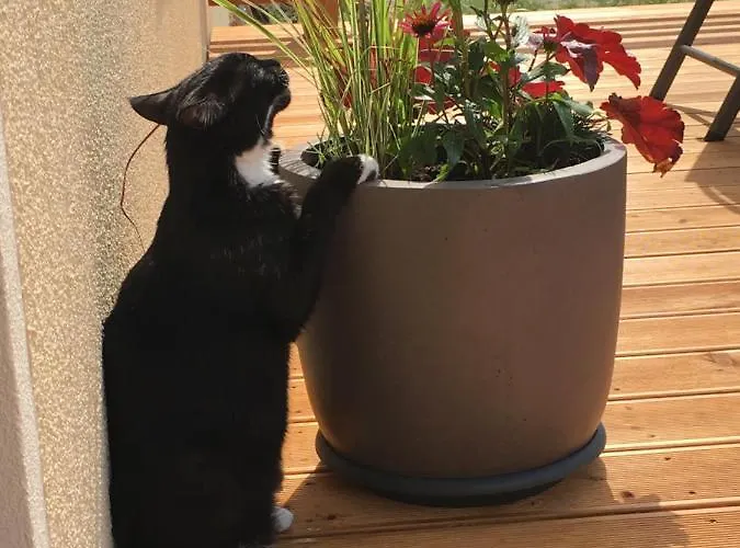 Vendégház Heide-trail *
